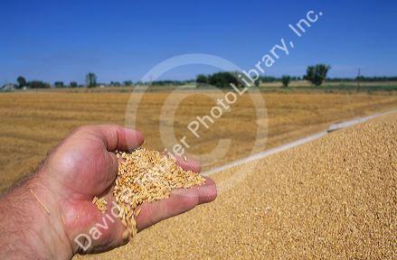 A handful of wheat grain.