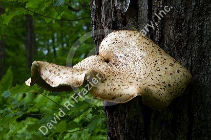 Bracket or Shelf Fungi at Pictured Rocks National Lakeshore located on the shore of Lake Superior in the Upper Peninsula of Michigan, USA.