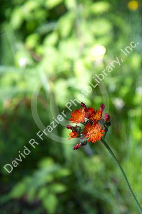 Orange Hawkweed wildflower in the Upper Peninsula of Michigan, USA.