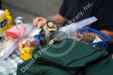Gray Jay bird eating human picnic food in Mount Rainier National Park, Washington, USA