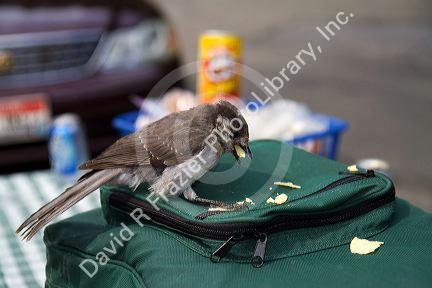 Gray Jay bird eating human picnic food in Mount Rainier National Park, Washington, USA
