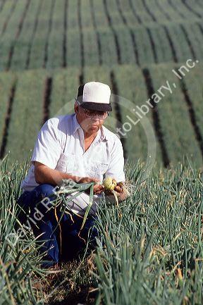 A farmer checks inspecting onion crop.