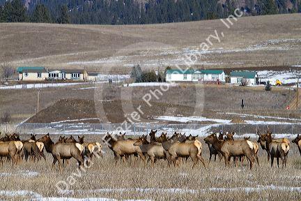 Elk herd grazing near Garden Valley, Idaho, USA.