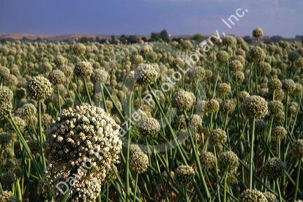 Crop of onion being grown for seed in Payette County, Idaho, USA.