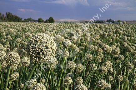 Crop of onion being grown for seed in Payette County, Idaho, USA.