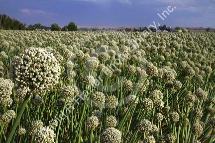 Crop of onion being grown for seed in Payette County, Idaho, USA.