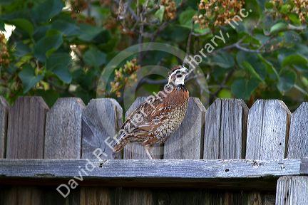 Adult male Northern Bobwhite quail in a residentail backyard, Boise, Idaho, USA.