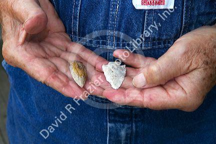 Man holding arrowheads made of stone found in Lenawee County, Michigan, USA.