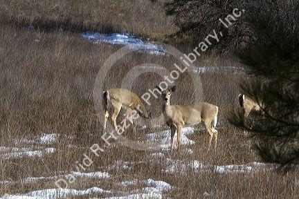 Mule deer grazing near Garden Valley, Idaho, USA.