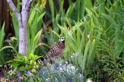 Adult male Northern Bobwhite quail in a residentail backyard, Boise, Idaho, USA.