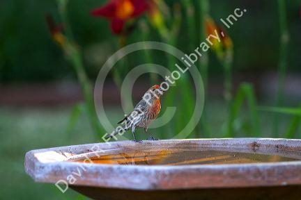 House finch sitting on a bird bath in Boise, Idaho, USA.