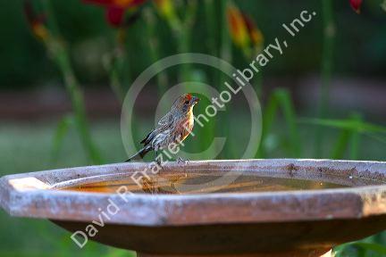 House finch sitting on a bird bath in Boise, Idaho, USA.