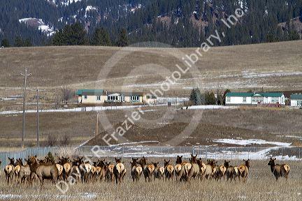 Elk herd grazing near Garden Valley, Idaho, USA.