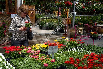 Customer shopping for flowers at a nursery in Jerome, Idaho, USA. MR
