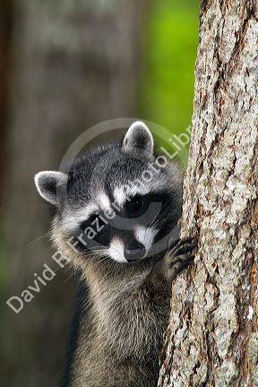 Raccoon at Shelton, Washington, USA.