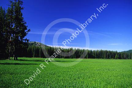 Camas plants grow in Packer Meadows at Lolo Pass, Idaho, USA.