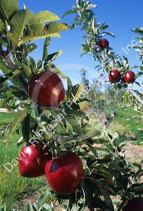 Red delicious apples on the tree.