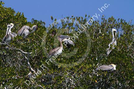Nesting colony of brown pelicans on the gulf coast of Florida, USA.