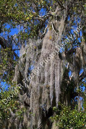 Spanish moss hanging from a live oak tree on the coast of Florida, USA.