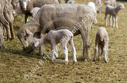 Lambs on a sheep ranch near Emmett, Idaho, USA.