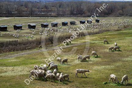 Newly sheared sheep on a ranch near Emmett, Idaho, USA.