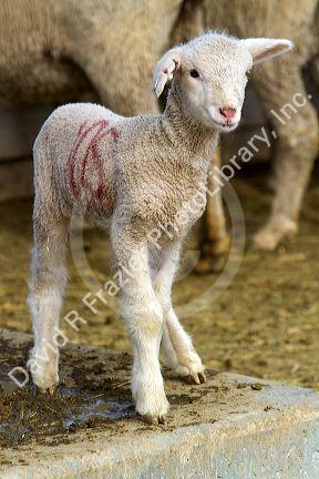 Lamb on a sheep ranch near Emmett, Idaho, USA.