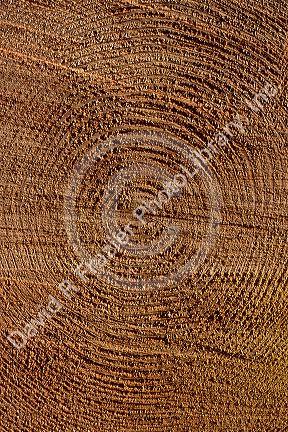 The cross section of a log showing age growth rings.