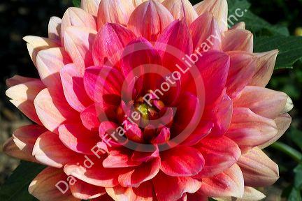 Dahlia flower in Boise, Idaho, USA.