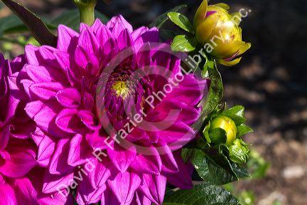 Dahlia flower in Boise, Idaho, USA.