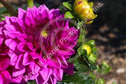 Dahlia flower in Boise, Idaho, USA.