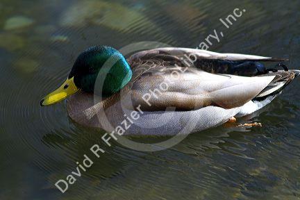 Mallard duck in Boise, Idaho, USA.