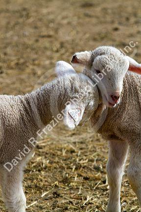 Lambs on a sheep ranch near Emmett, Idaho, USA.