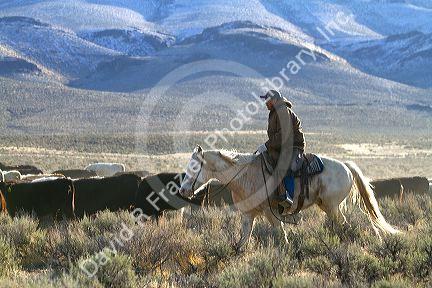 Native american indian cowboy herding cattle near McDermitt, Nevada, USA.