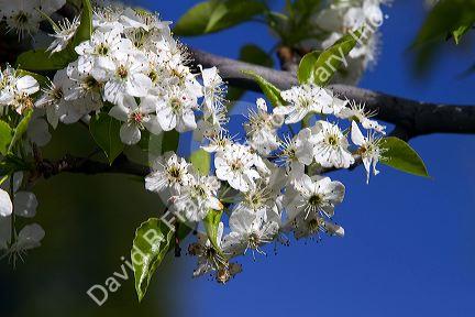 Ornamental pear tree in bloom along Harrison Boulevard in Boise, Idaho, USA.