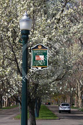 Ornamental pear trees in bloom along Harrison Boulevard in Boise, Idaho, USA.