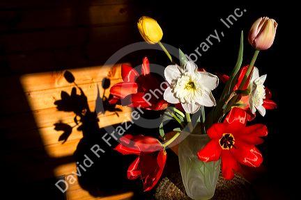 Still life of a flower arrangement with shadow in Boise, Idaho, USA.