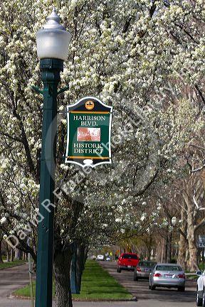 Ornamental pear trees in bloom along Harrison Boulevard in Boise, Idaho, USA.