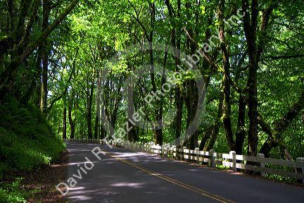 Deciduous trees line the Historic Columbia River Highway, Oregon, USA.