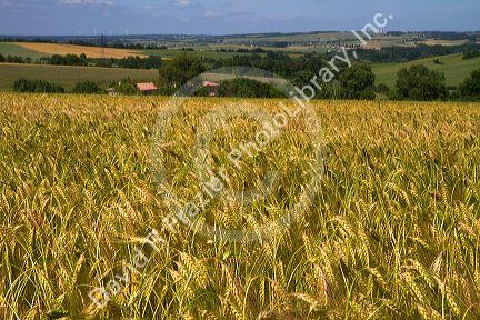 Grain field west of Angouleme in southwestern France.