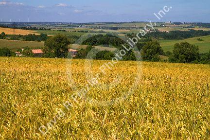 Grain field west of Angouleme in southwestern France.