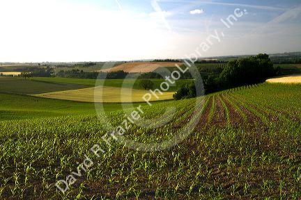 Young corn crop grows west of Angouleme in southwestern France.