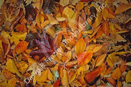 Autumn leaves on the ground.