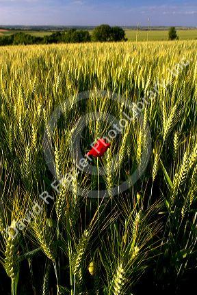 Wheat field with red poppy flower west of Angouleme in southwestern France.