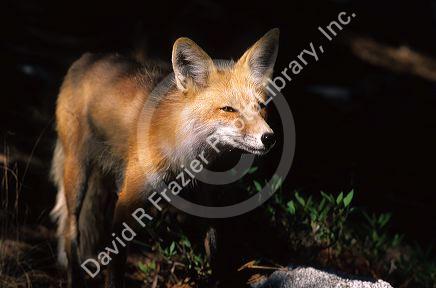 A red fox in the shadows of the forest.