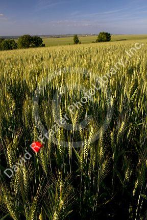 Wheat field with red poppy flower west of Angouleme in southwestern France.