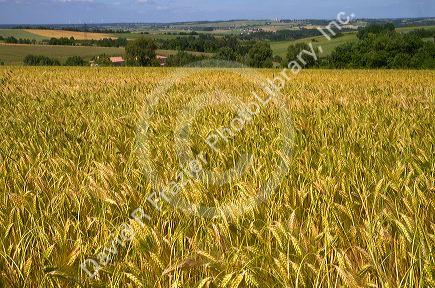 Grain field west of Angouleme in southwestern France.