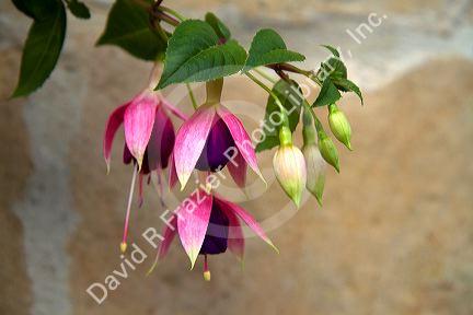 Fuchsia flowers at Santillana de Mar, Cantabria, Spain.
