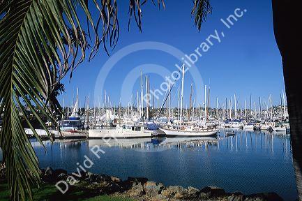 Sailboats docked in the Shelter Island marina in San Diego Harbor, California.