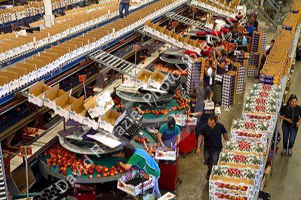 Workers sort peaches at the Symms Fruit Ranch packing facility near Sunny Slope, Idaho, USA.