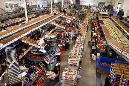 Workers sort peaches at the Symms Fruit Ranch packing facility near Sunny Slope, Idaho, USA.